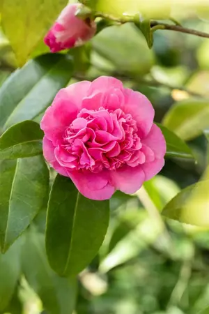 CAMELLIA DEBBIE 1.5L - image 3