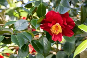 CAMELLIA FREEDOM BELL
