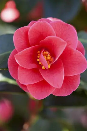 CAMELLIA HYBRID & JAP MIXED 10L - image 2