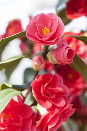 CAMELLIA HYBRID & JAP MIXED 10L - image 3