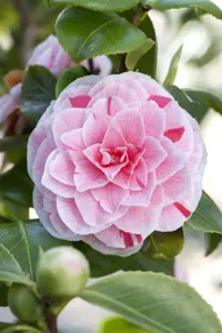 CAMELLIA HYBRID & JAP MIXED 10L - image 4