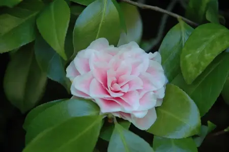 CAMELLIA HYBRID & JAP MIXED 10L - image 5