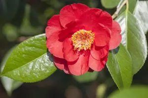 Camellia j. 'Adolphe Audusson'