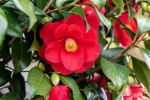 Camellia j. 'Blood of China'