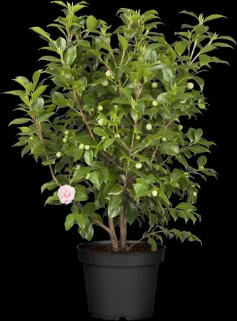 Camellia j. 'Bonomiana' - P9 - image 1
