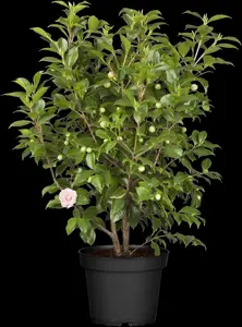 Camellia j. 'Bonomiana'