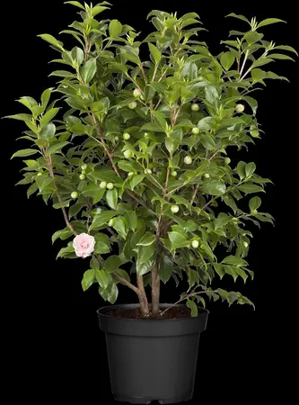 Camellia j. 'Bonomiana' - STDS 12-14 CM CONT - image 1