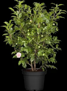 Camellia j. 'Bonomiana' - STDS 12-14 CM CONT - image 2