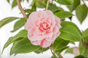 Camellia j. 'Bonomiana' - P9 - image 2