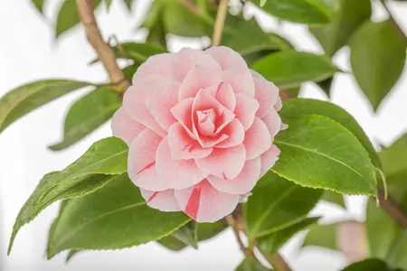 Camellia j. 'Bonomiana' - 3 Ltr pot
