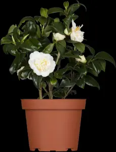 Camellia j. 'Brushfield's Yellow'