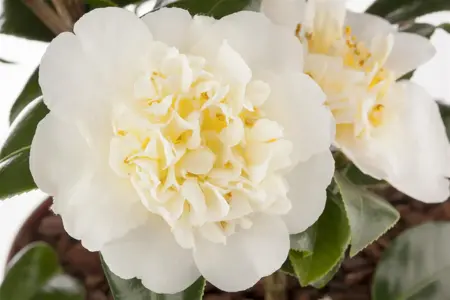 Camellia j. 'Brushfield's Yellow' - 80-100 CM C20 - image 3