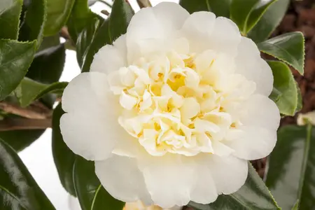 Camellia j. 'Brushfield's Yellow' - 40-50 CM C5 - image 1