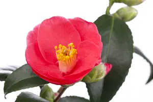 Camellia j. 'Chameleon'