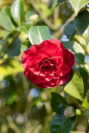Camellia j. 'Coquettii' - 30-40 CM C4 - image 2