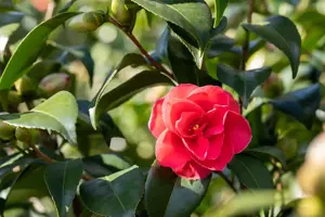 Camellia j. 'Coquettii'