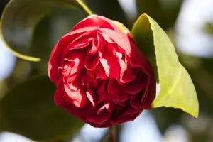 Camellia j. 'Curly Lady'?