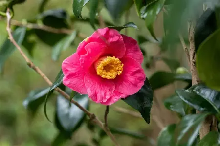 Camellia j. 'Dr. King' - 7.5 Ltr pot