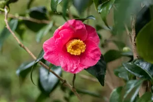 Camellia j. 'Dr. King'