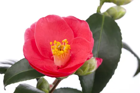 Camellia j. 'Giordano Santorelli' - P9 - image 1