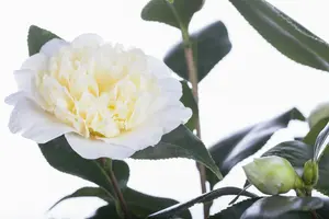 Camellia j. 'Giordano Santorelli' - P9 - image 4