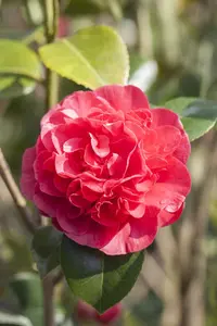 Camellia j. 'Kramer's Supreme'