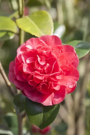 Camellia j. 'Kramer's Supreme' - P9