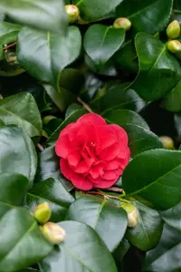 Camellia j. 'Lady Campbell'