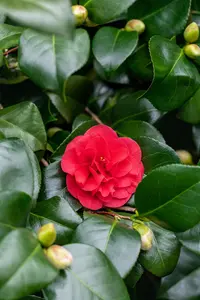 Camellia j. 'Lady Campbell' - 10-15 CM P9