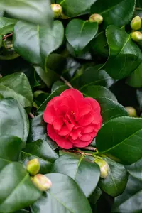 Camellia j. 'Lady Campbell' - 125-150 CM C20