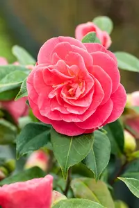 Camellia j. 'Marie Bracey'