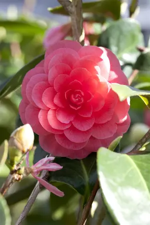 Camellia j. 'Nuccio's Cameo' - P9