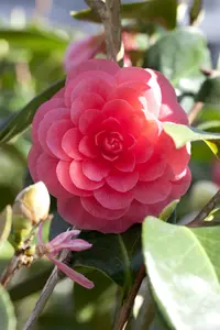 Camellia j. 'Nuccio's Cameo'