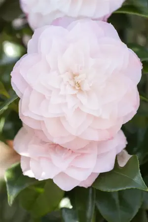 Camellia j. 'Nuccio's Pearl' - 60-80 CM C7.5