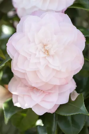Camellia j. 'Nuccio's Pearl' - P9