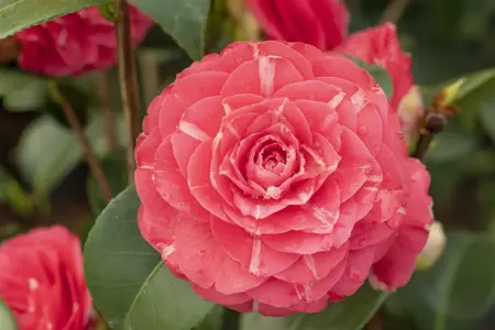 Camellia j. 'Orandak?' - 30-40 CM C4