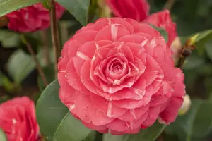 Camellia j. 'Orandak?'