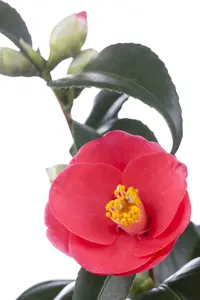 Camellia j. 'Triomphant' - P9 - image 2