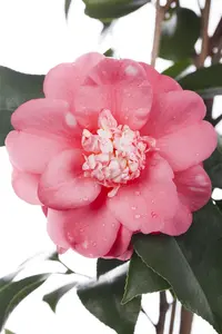Camellia j. 'Triomphant' - P9 - image 5