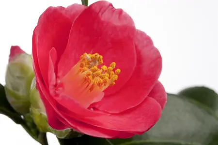 Camellia j. 'Triomphant' - P9 - image 3