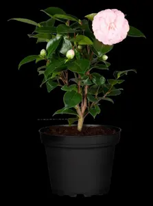 Camellia j. 'William Bartlett'
