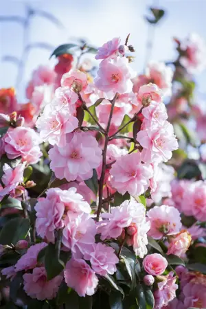 Camellia jap. 'Spring Festival' - P9 - image 1