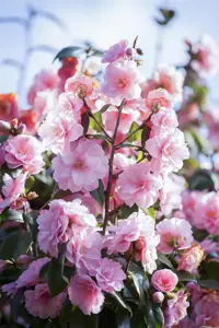 Camellia jap. 'Spring Festival'