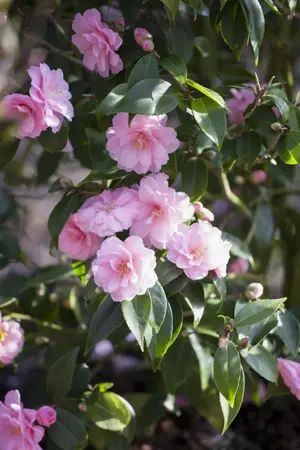 Camellia jap. 'Spring Festival' - P9 - image 2