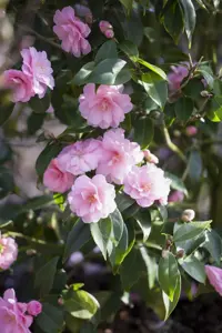 Camellia jap. 'Spring Festival' - P9 - image 2