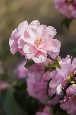 Camellia jap. 'Spring Festival' - P9 - image 3