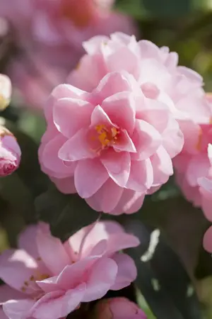 Camellia jap. 'Spring Festival' - P9 - image 5