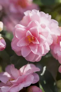Camellia jap. 'Spring Festival' - P9 - image 5