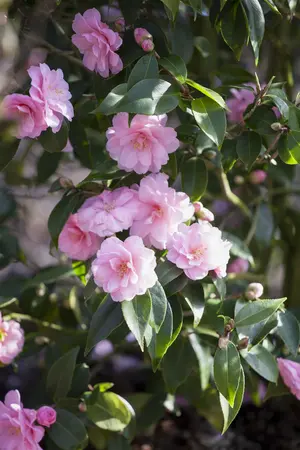 Camellia jap. 'Spring Festival' - 80-100 CM C7.5 - image 2
