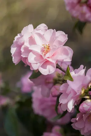 Camellia jap. 'Spring Festival' - 30-40 CM C3 - image 3